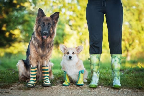 city-dogs-duesseldorf-hunde-stiefel